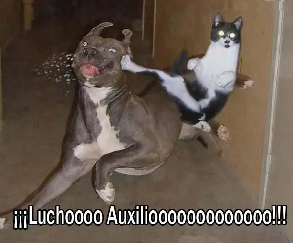 Compilados de "Los Chistes de Lucho"