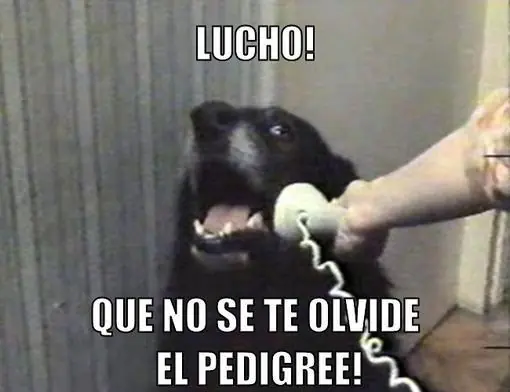 Compilados de "Los Chistes de Lucho"