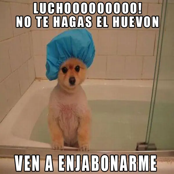 compilados