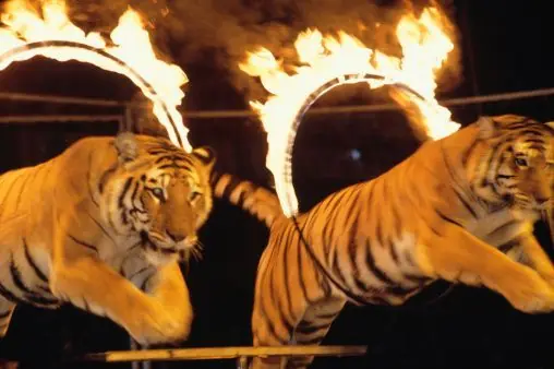 Prohíben en Querétaro exhibir animales en circos
