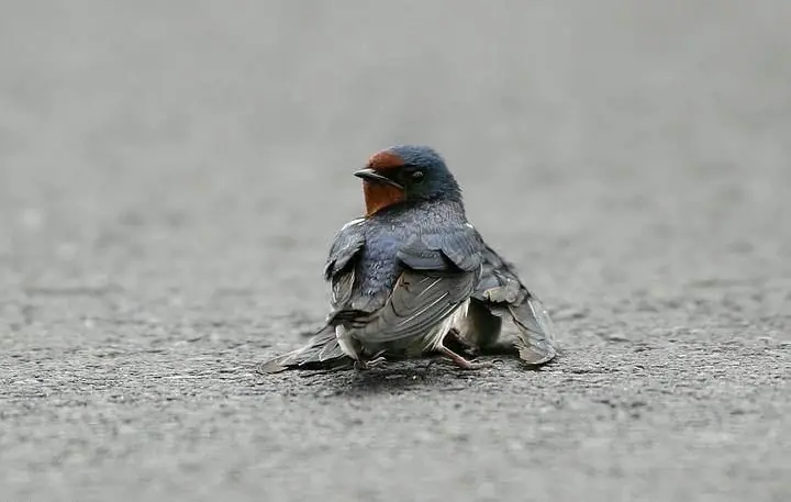 Cure un pajarito herido