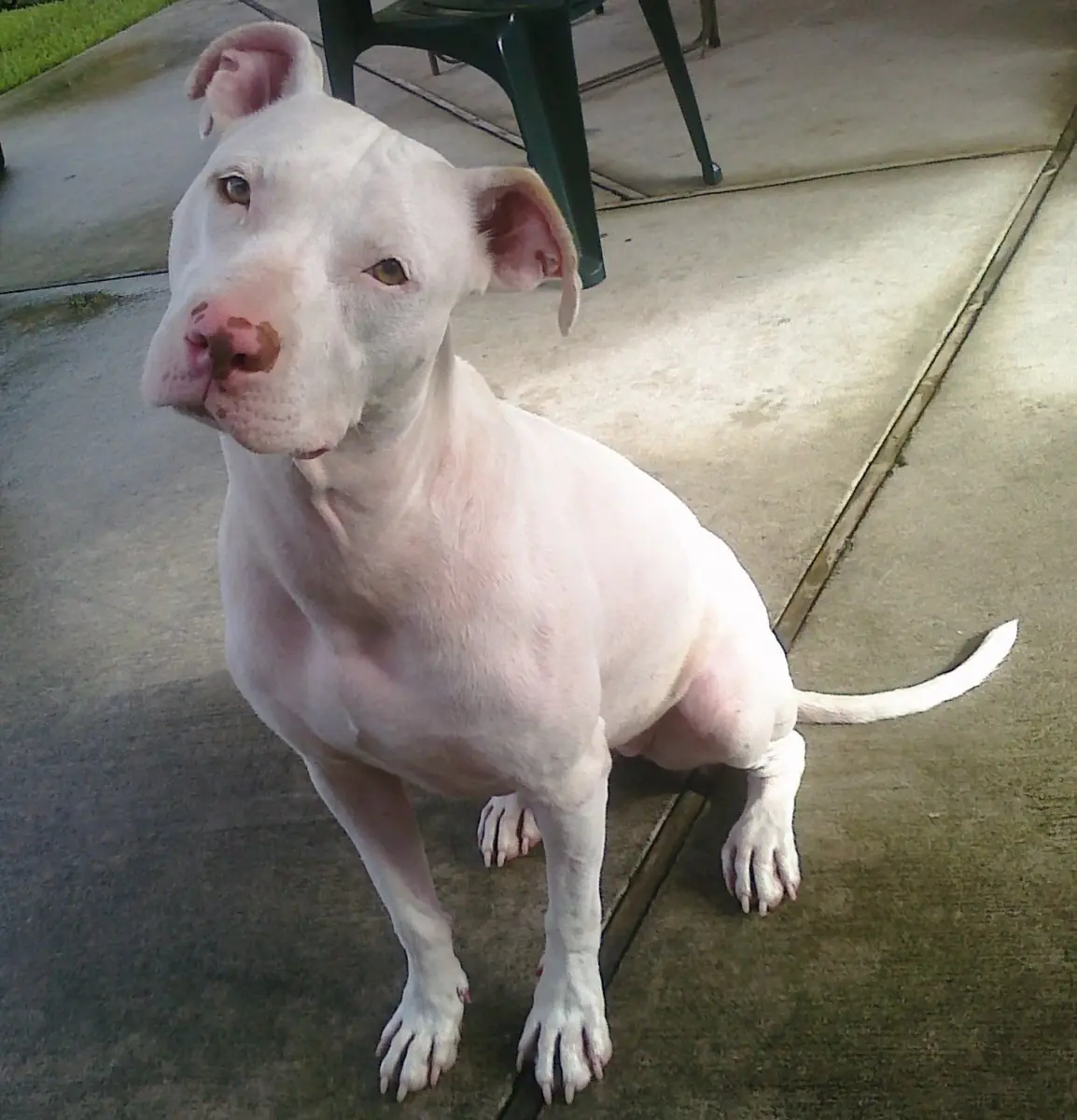 Un hombre mató a su perra Pit Bull, la cocinó y se la comi