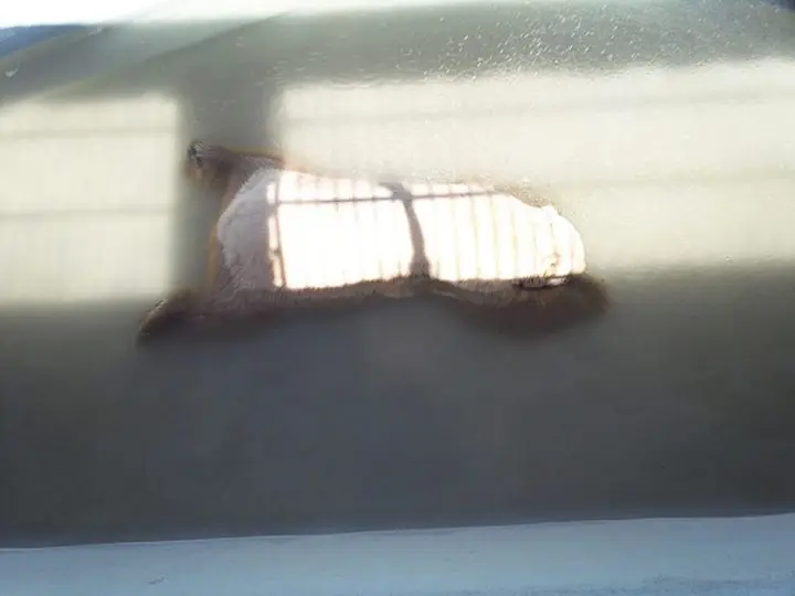Unico Oso Polar esta muriendo
