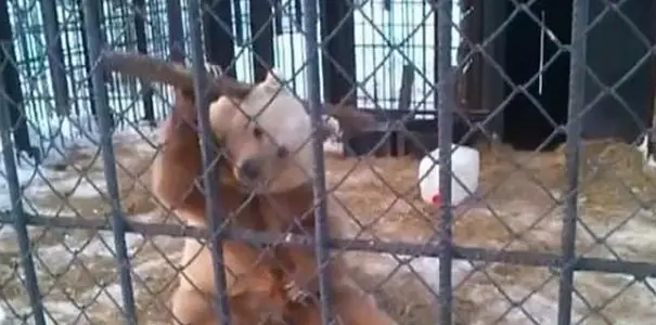 Un oso ruso, el verdadero Kung Fu Panda