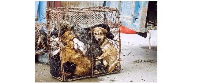 animales