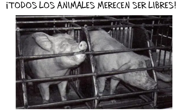 animales