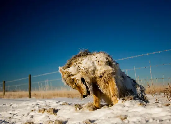 Clima salvaje. Animales petrificados por el frío