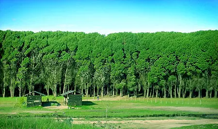bosque