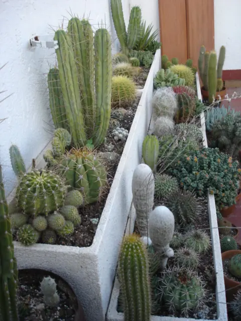 Todo Sobre Los Cactus Y Sus Cuidados