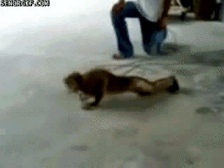 graciosos