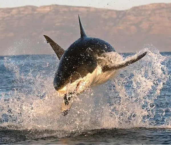 Tiburon Vs Orca