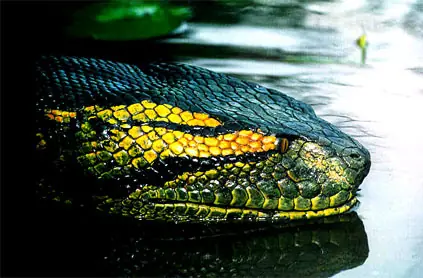 animal