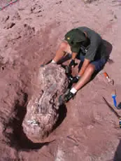 ¿Cómo se trabaja en el rescate de dinosaurios?