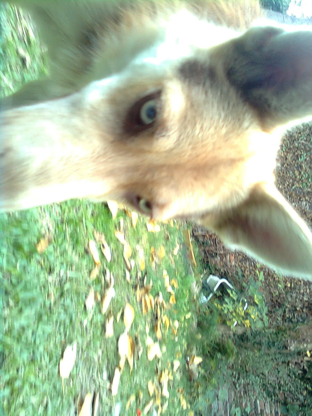 Te presento a mi mejor amiga