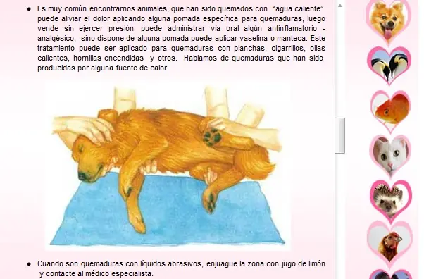 perros