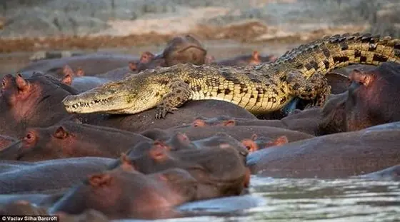 Increible Cocodrilo Loco y Pago con Su Vida