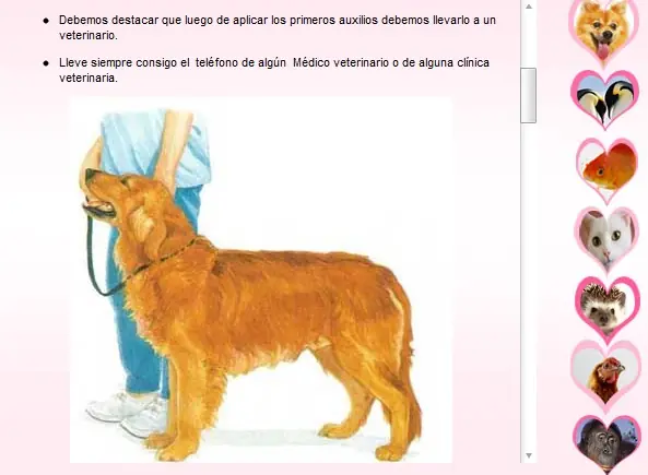 Salva a tu Mascota [RCP y Otras Recomendaciones]