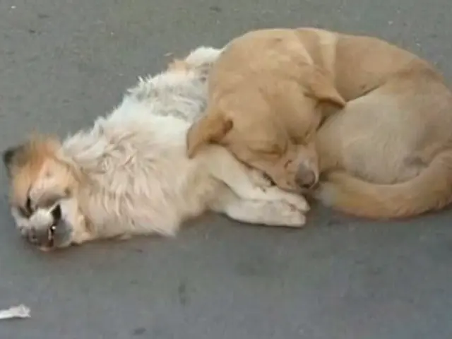 Perro no quiere dejar a su amigo muerto
