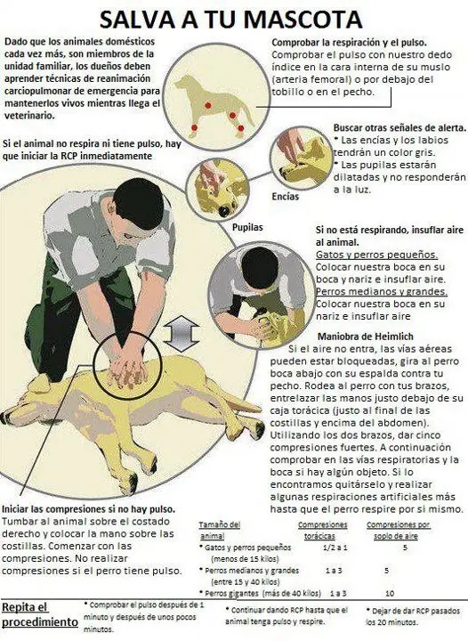 gatos