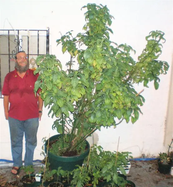 Salvia divinorum(droga legal)