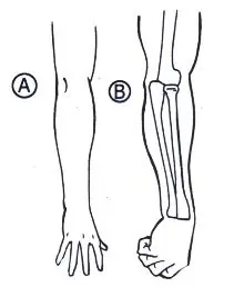 como dibujar: anatomia 1: esqueleto parte cuatro
