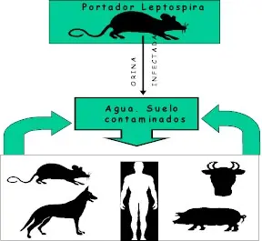 rata