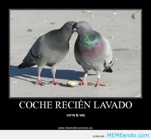 memes
