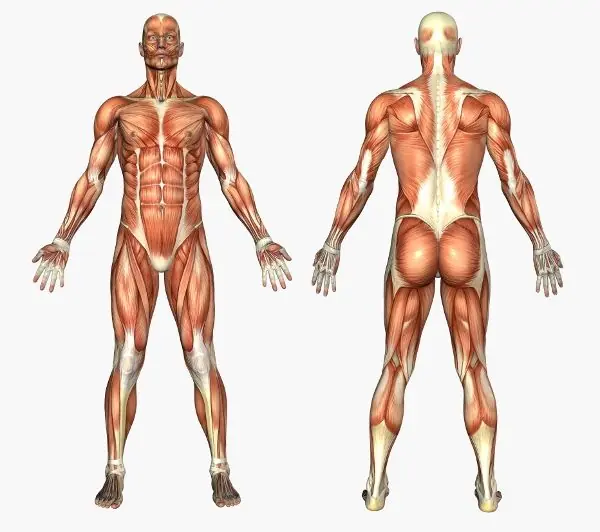10 curiosidades del cuerpo humano.