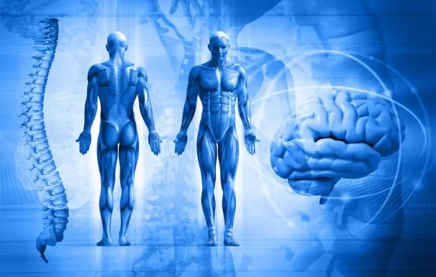 10 curiosidades sobre el cuerpo humano
