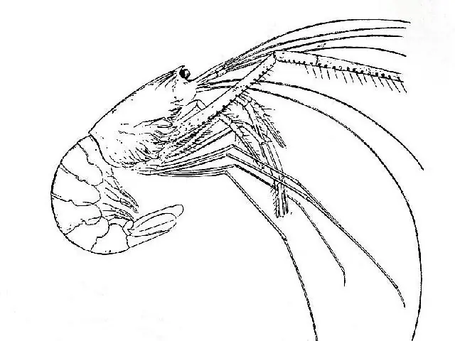 Animales marinos Jurásicos parte 1
