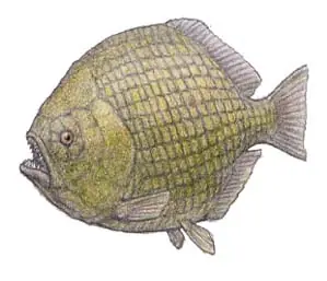 Animales marinos Jurásicos parte 1