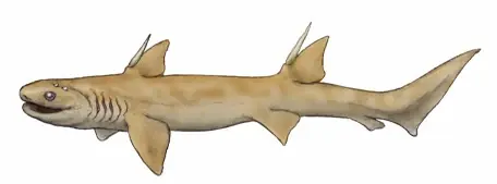 Mesozoico