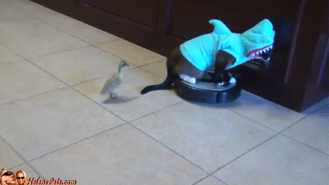 gato