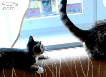 gatos