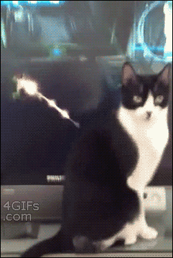 gatito