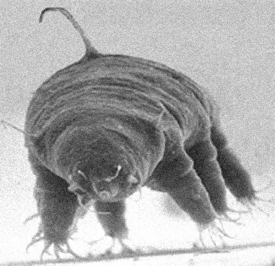 Los tardigrados o "osos de agua": ¿Seran de este