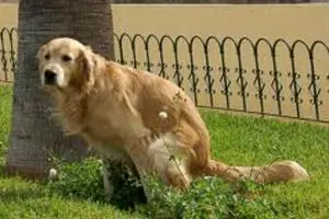 Perros se alinean con la Tierra para defecar
