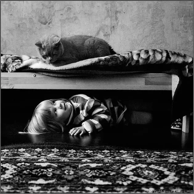 gato