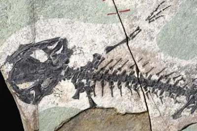 Una salamandra que vivió hace 157 millones de años