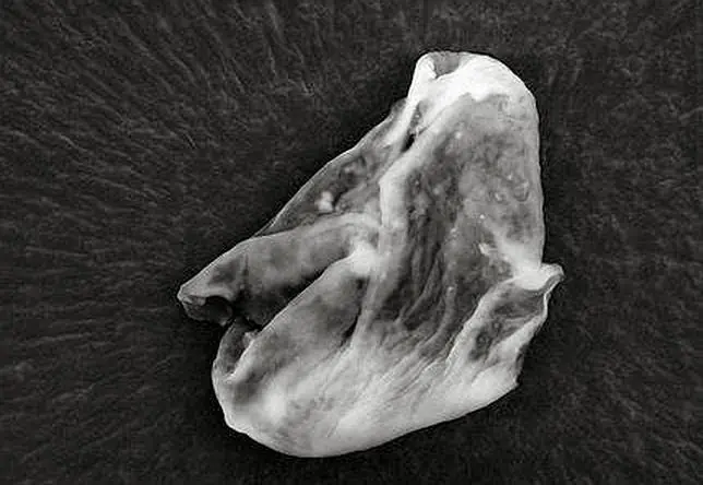 Científicos británicos creen haber encontrado vida extrate