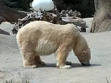 el oso polar