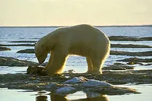 Ursus maritimus (Oso Polar)