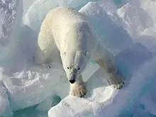Ursus maritimus (Oso Polar)