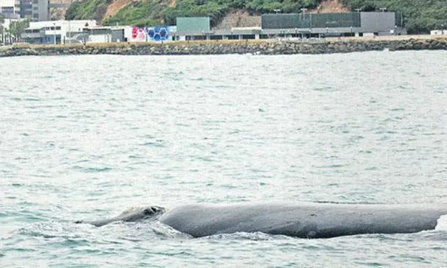 Avistan ballena y su cría en mar de Chorrillos, Barranco y