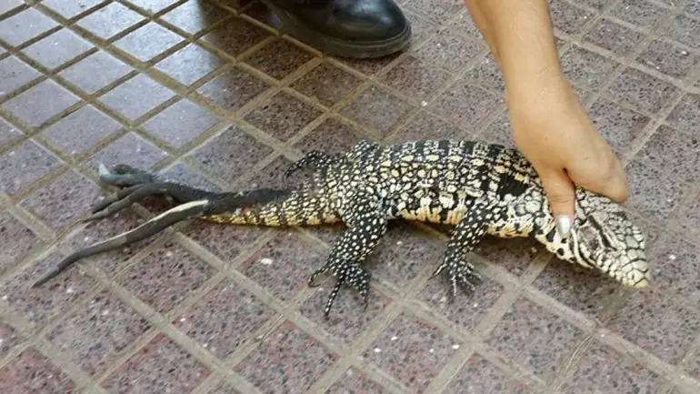iguana