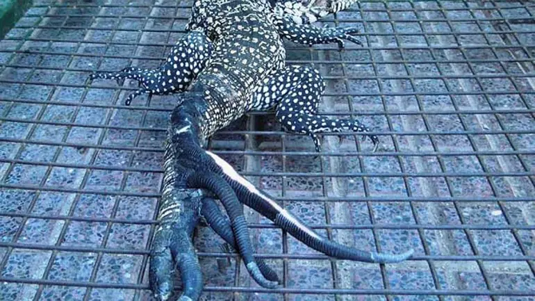 Cordoba tiene una iguana de 5 colas