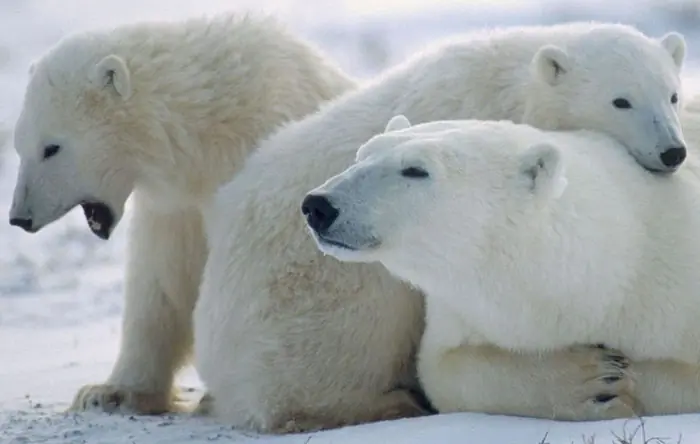 WWF y Canon luchan contra la extinción del oso polar