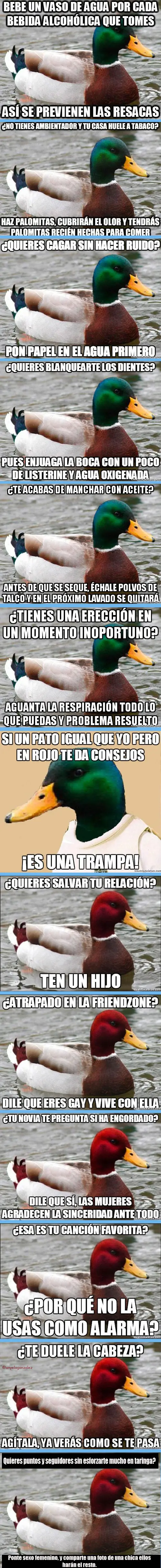 Los consejos del pato.