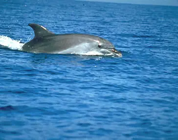 Delfin morro de botella [Peces de Mediterraneo]
