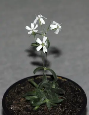 Científicos rusos reviven flor de la Edad del Hielo